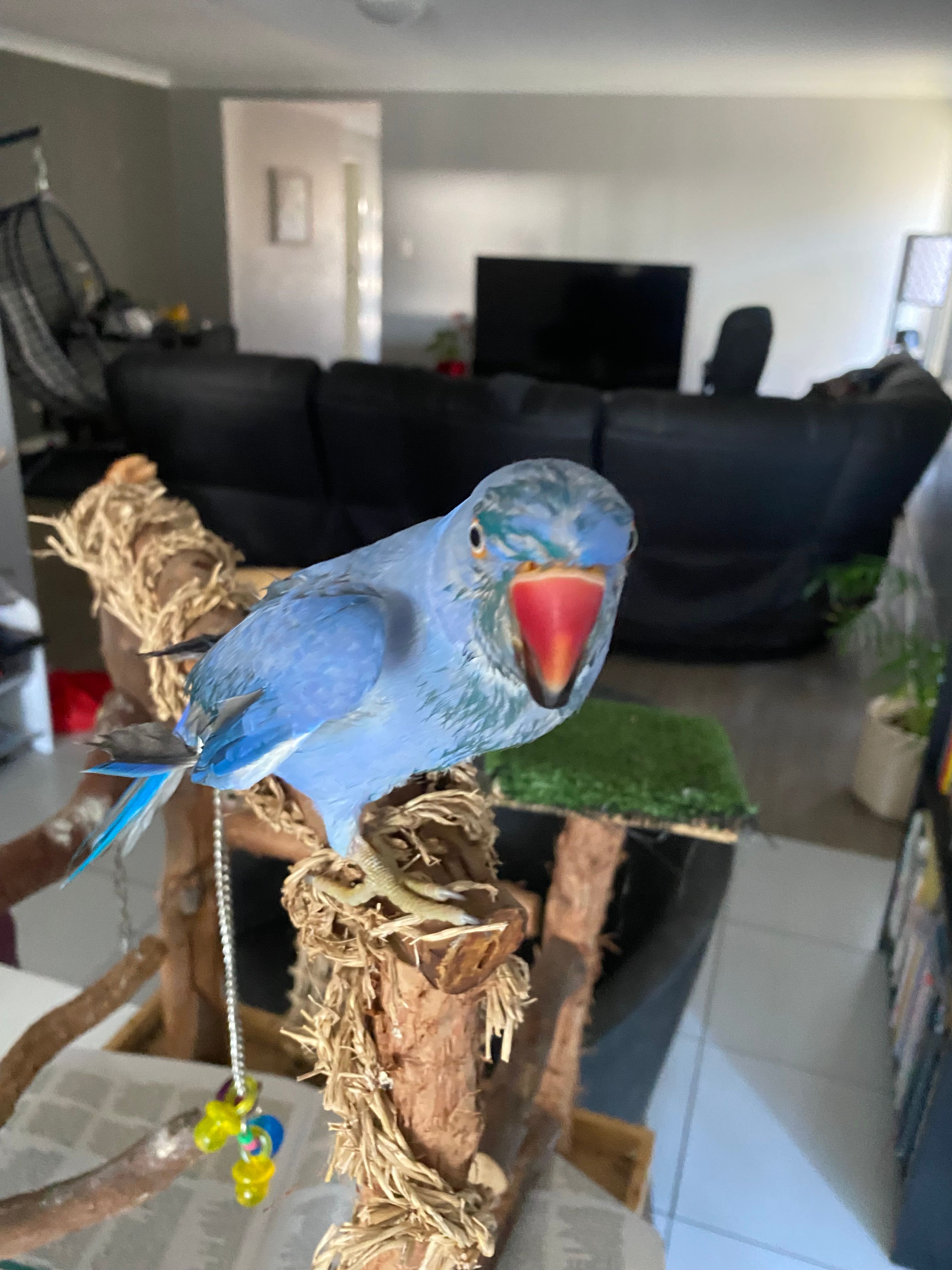 image-8