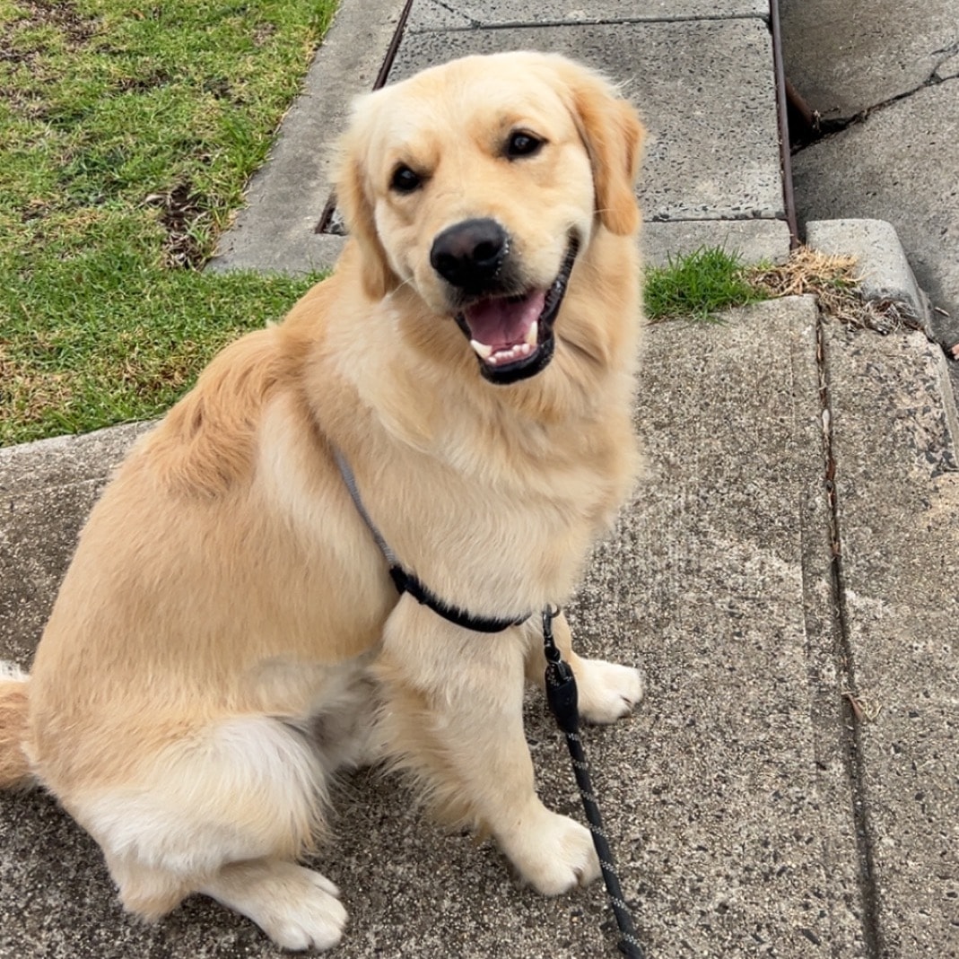 Gracie