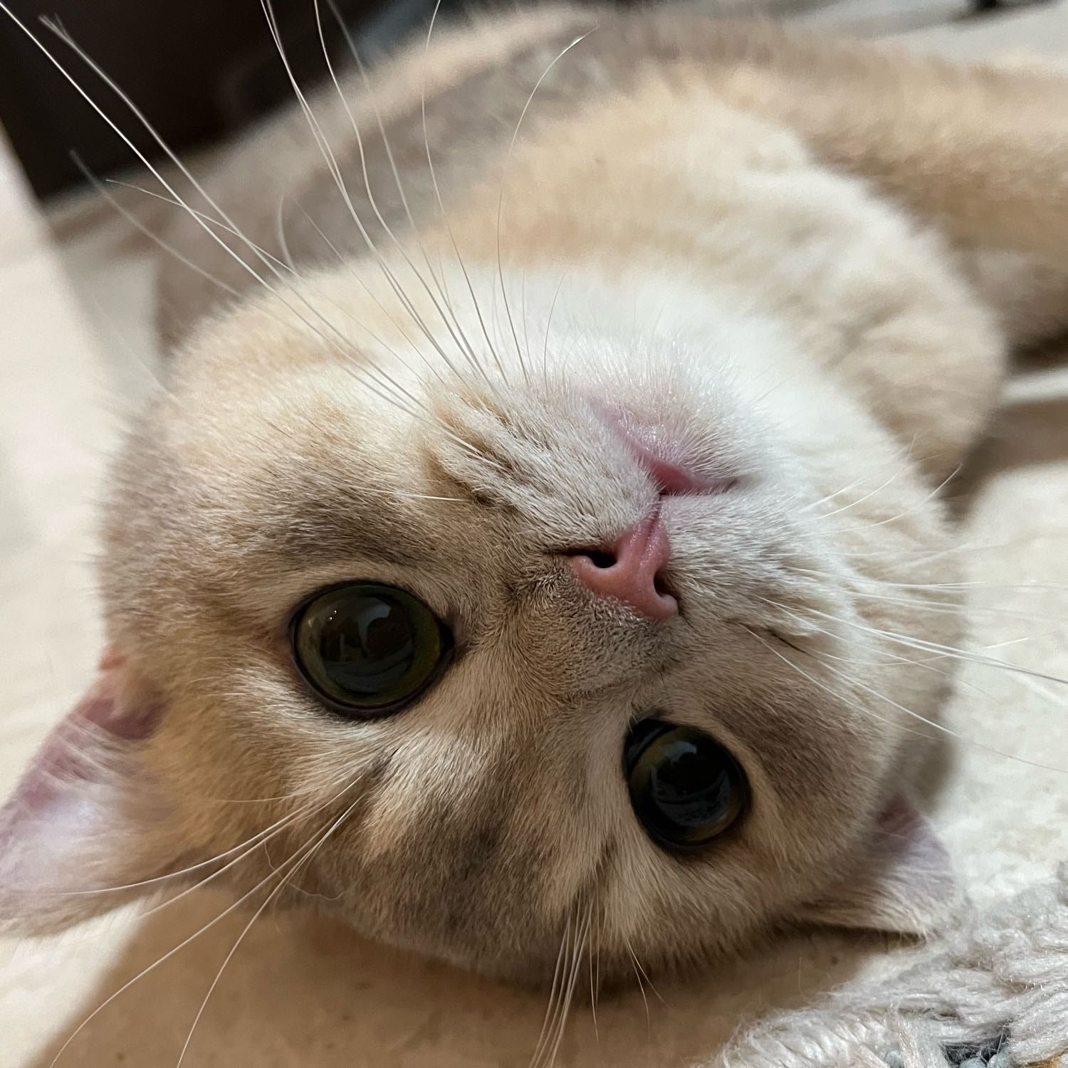 Mochi