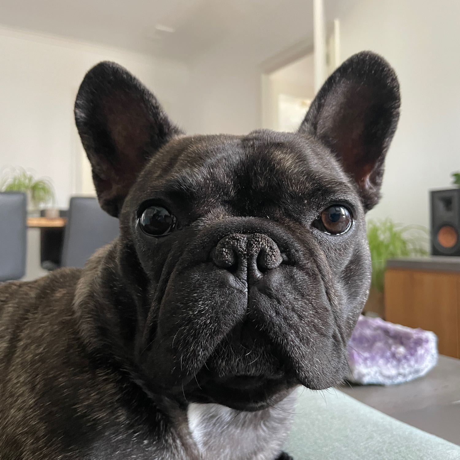 Pharaoh 