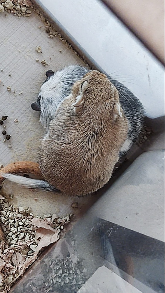 image-11