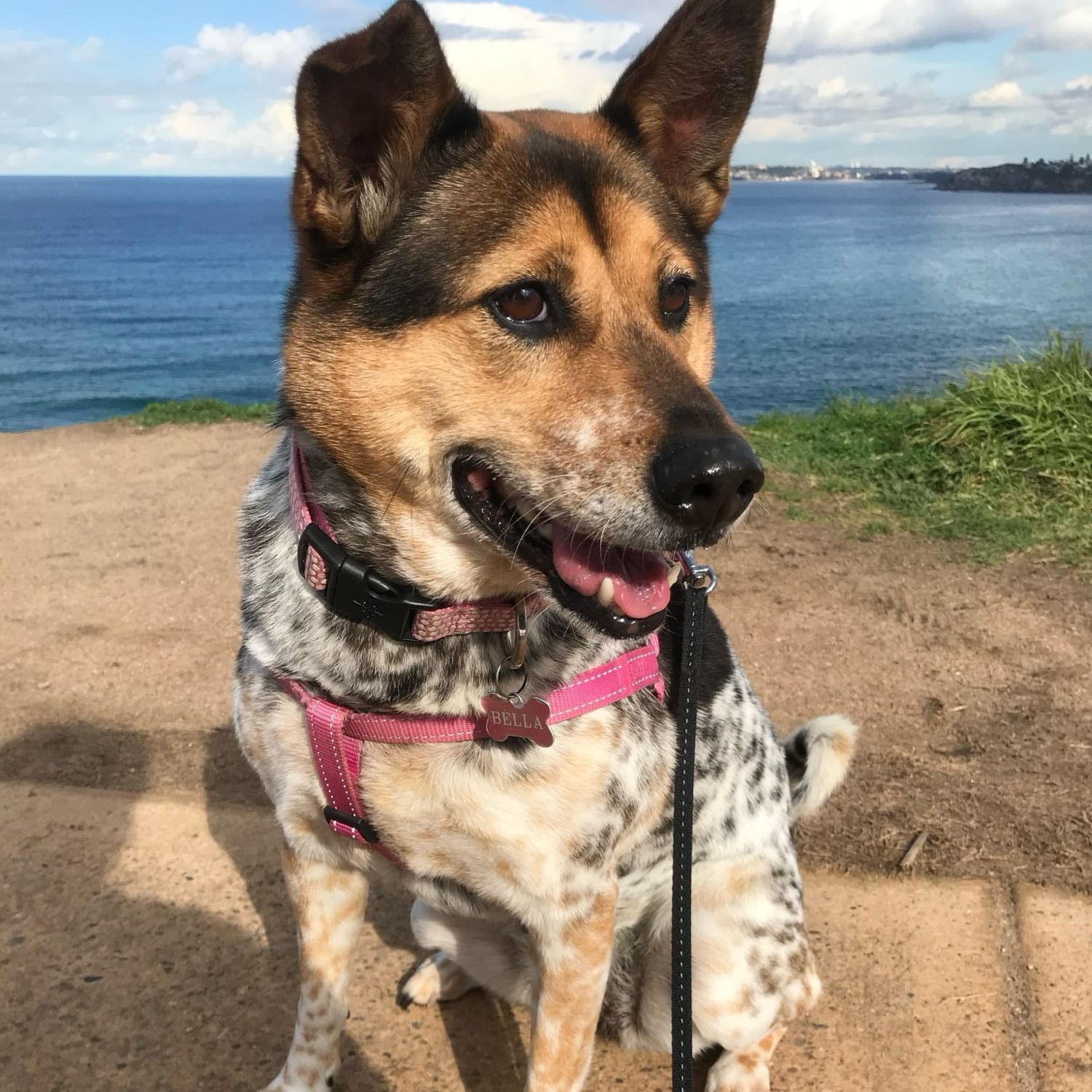 Bella