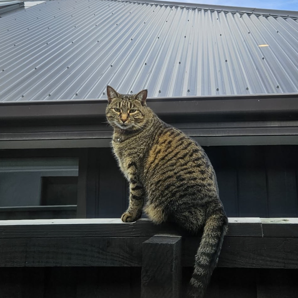 Nova 
