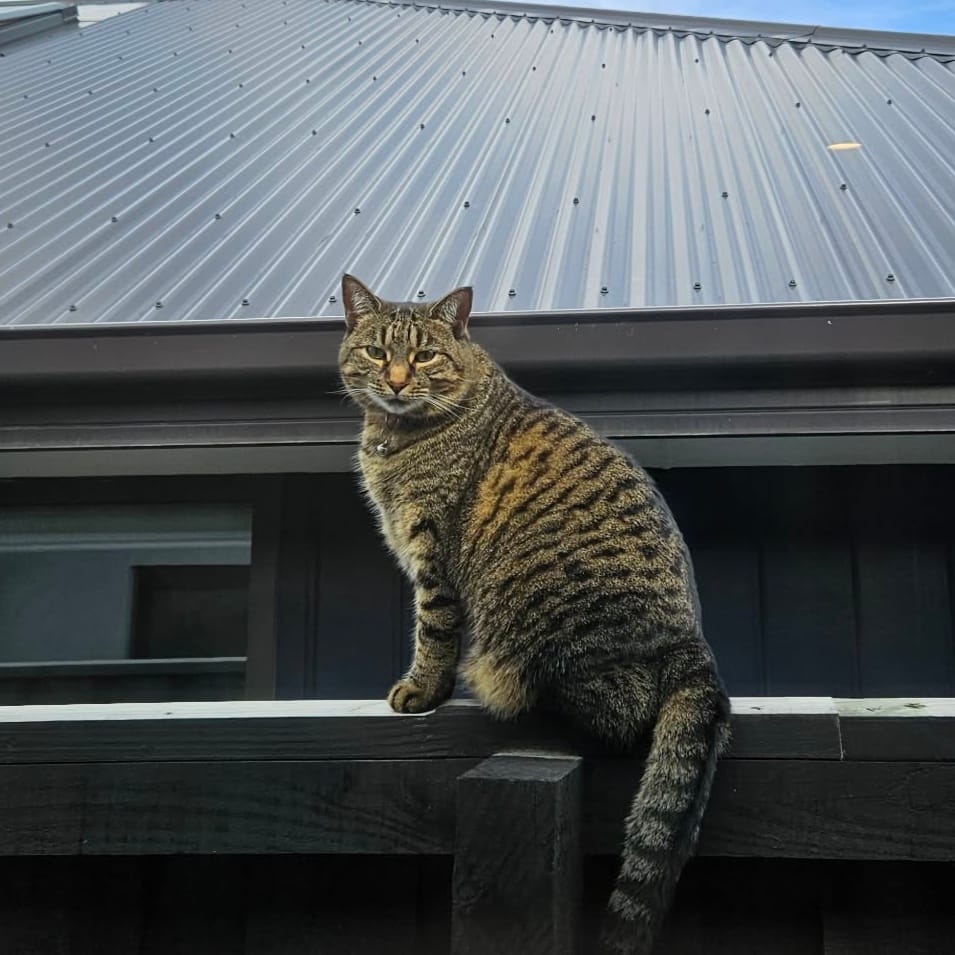 Nova