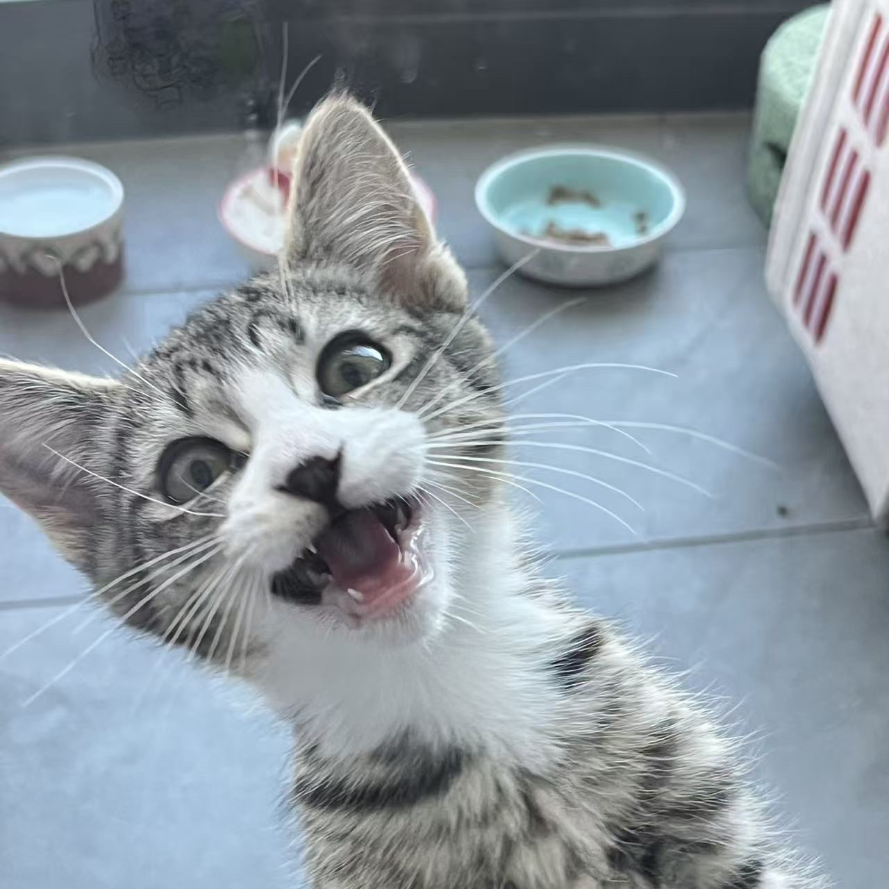 Cookie