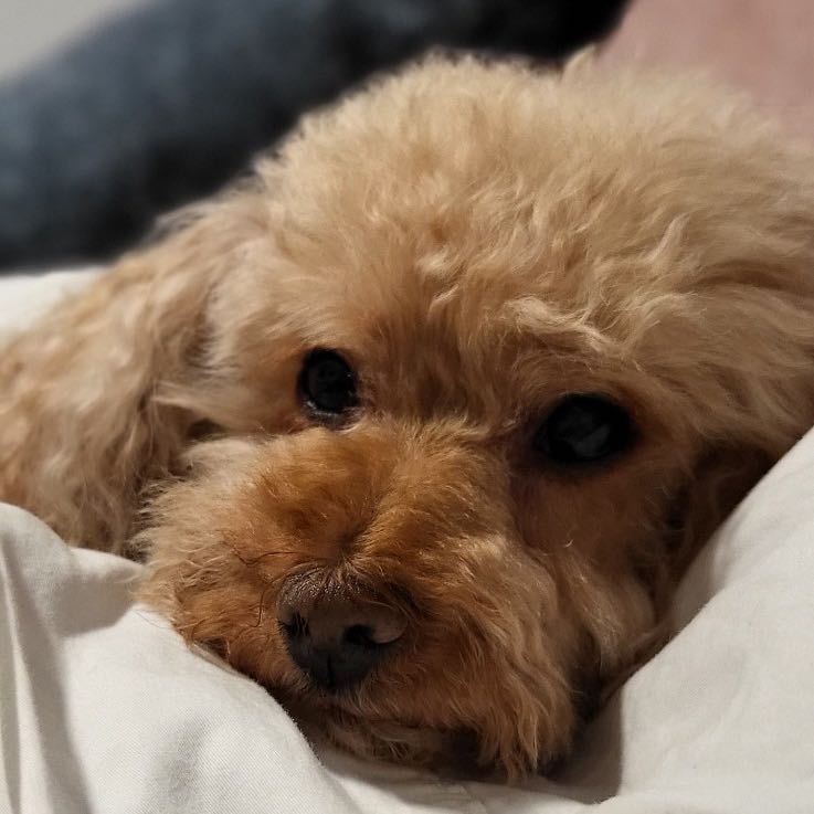 Daisy
