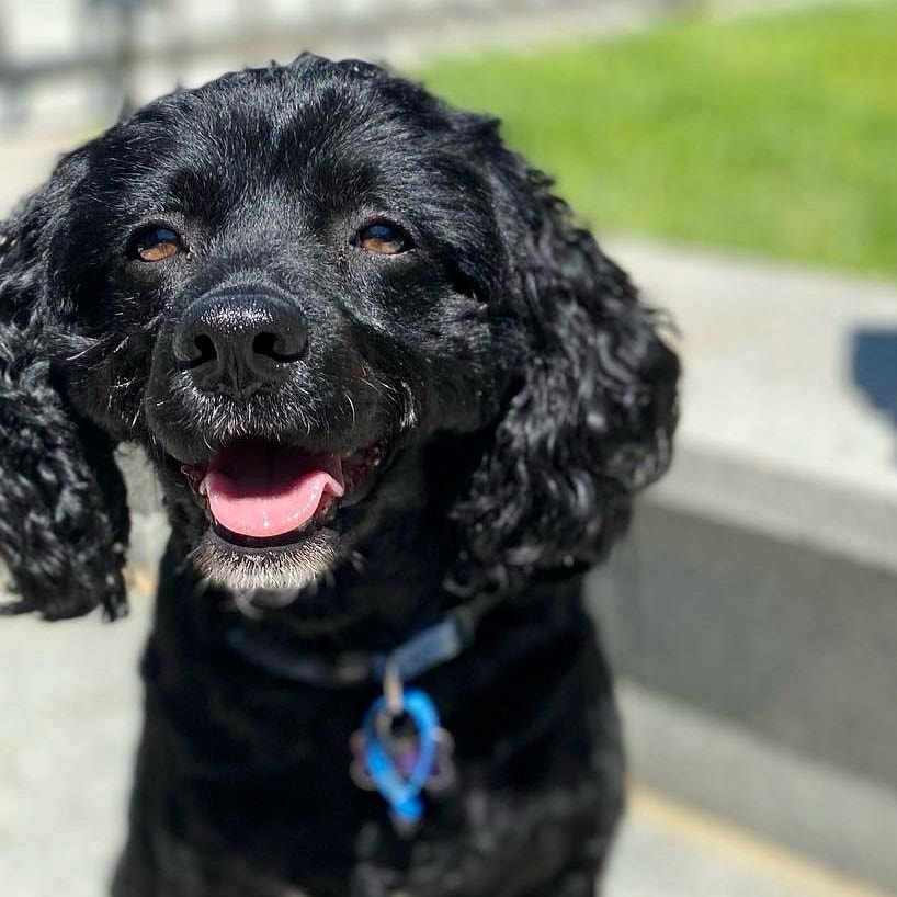 Toby