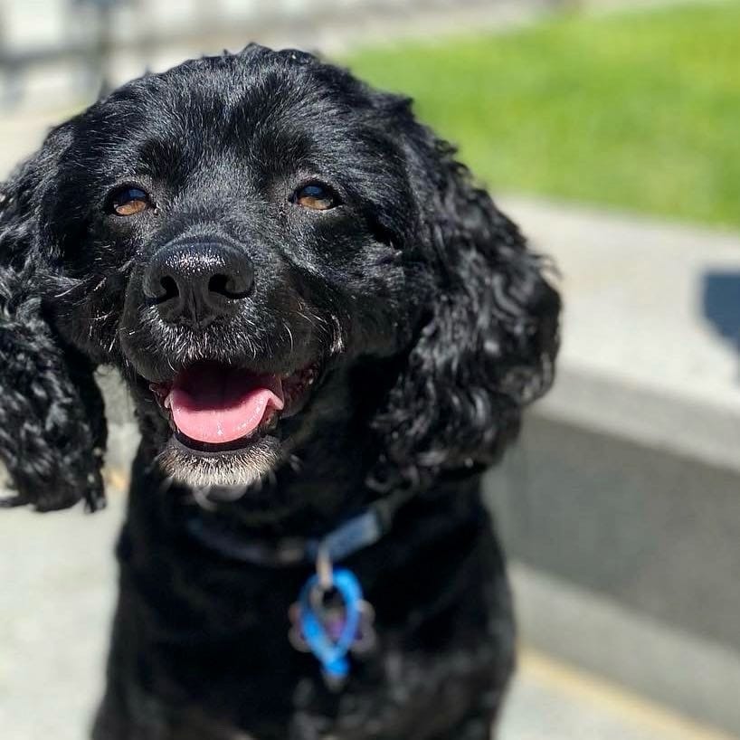 Toby