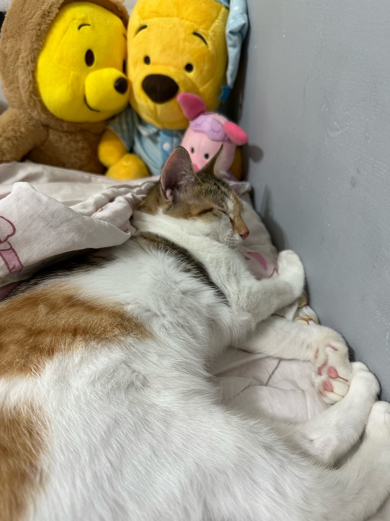 image-5