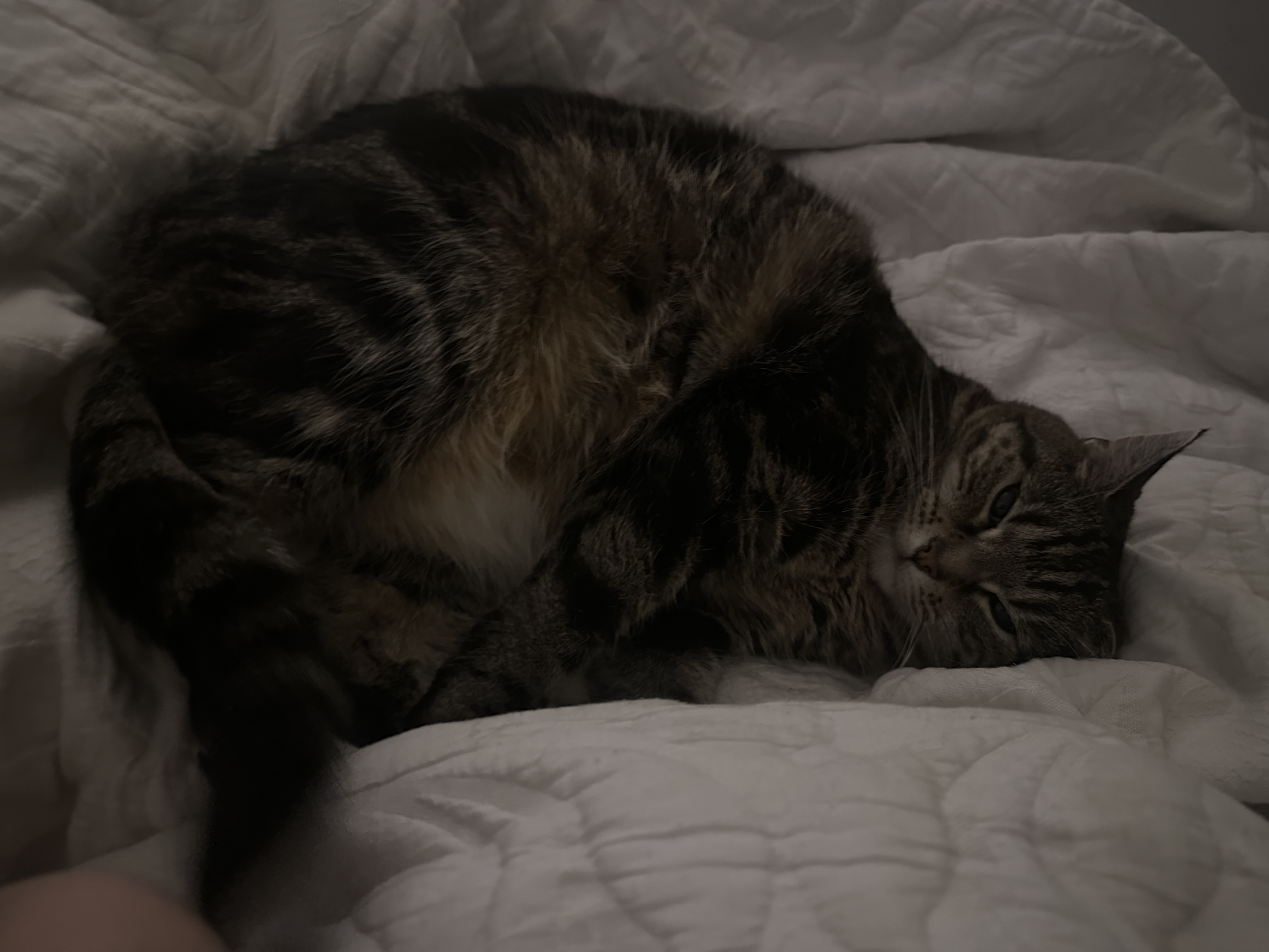 image-8