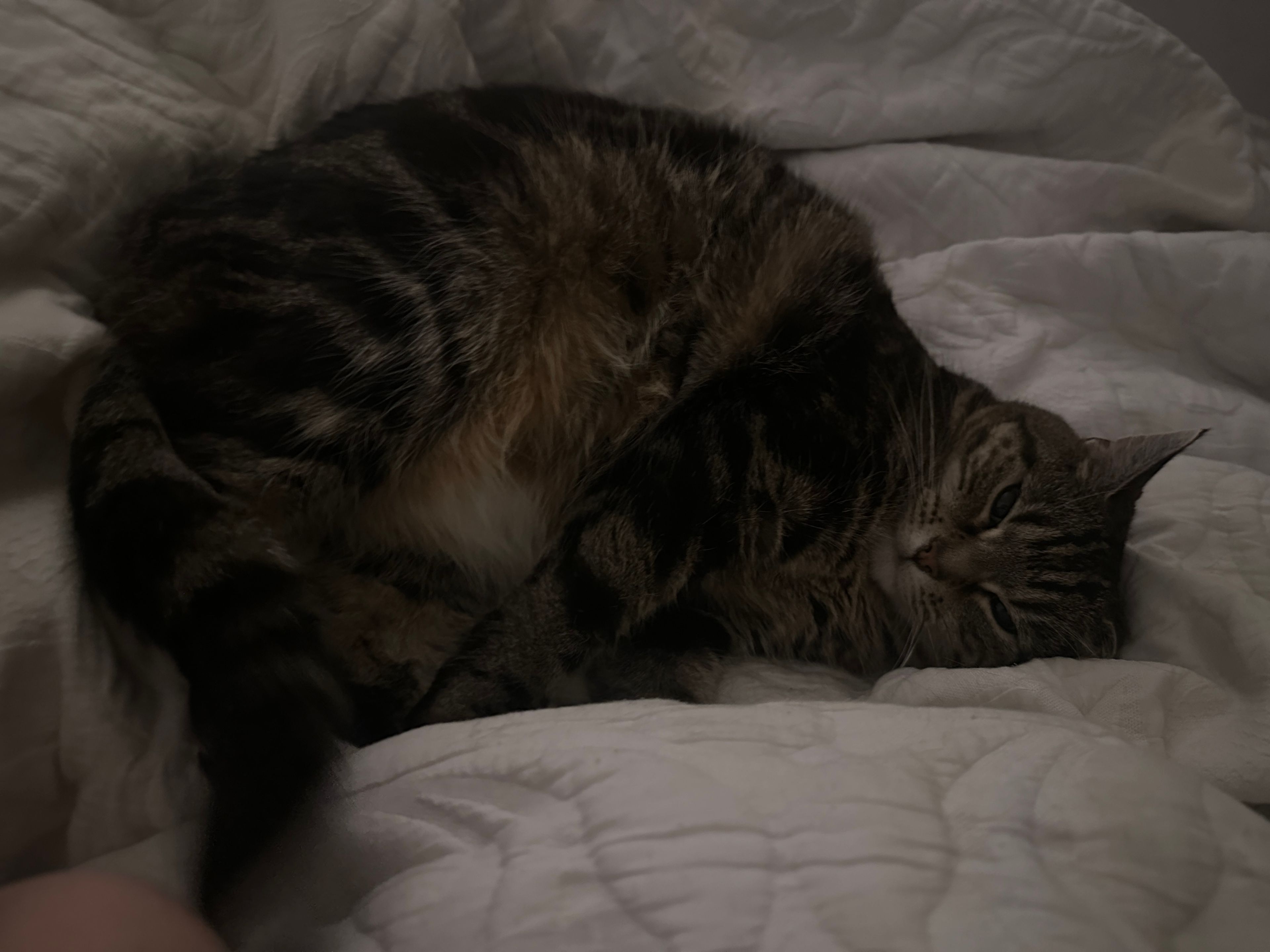 image-8