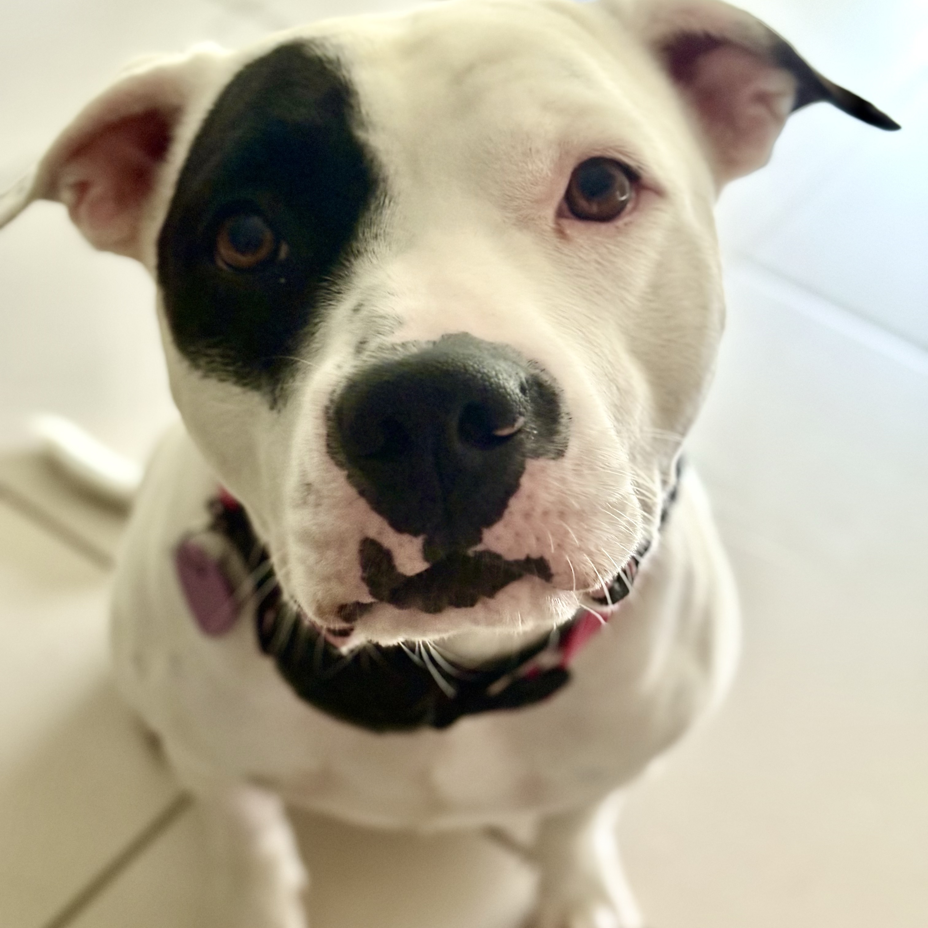 Lily