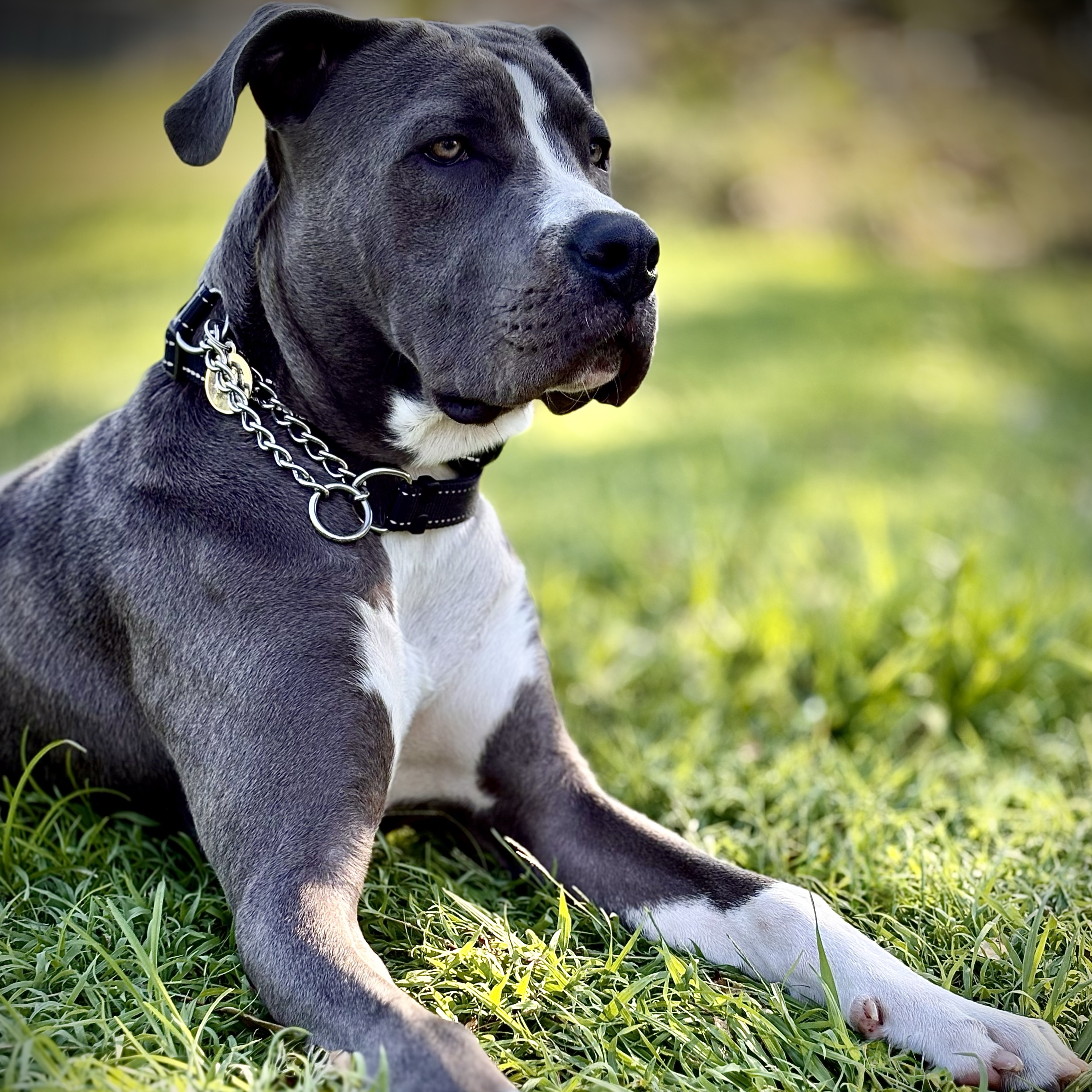 Koda