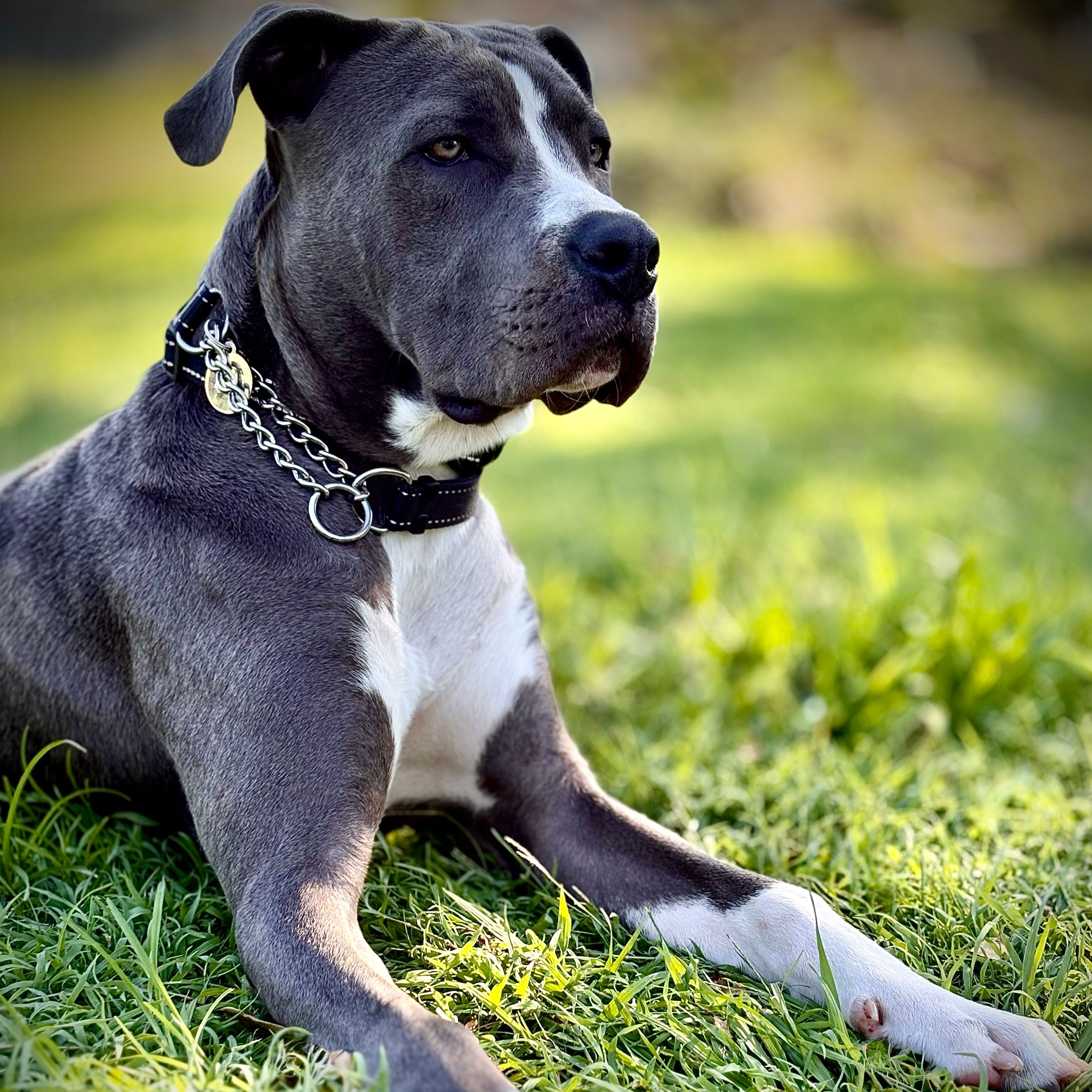 Koda