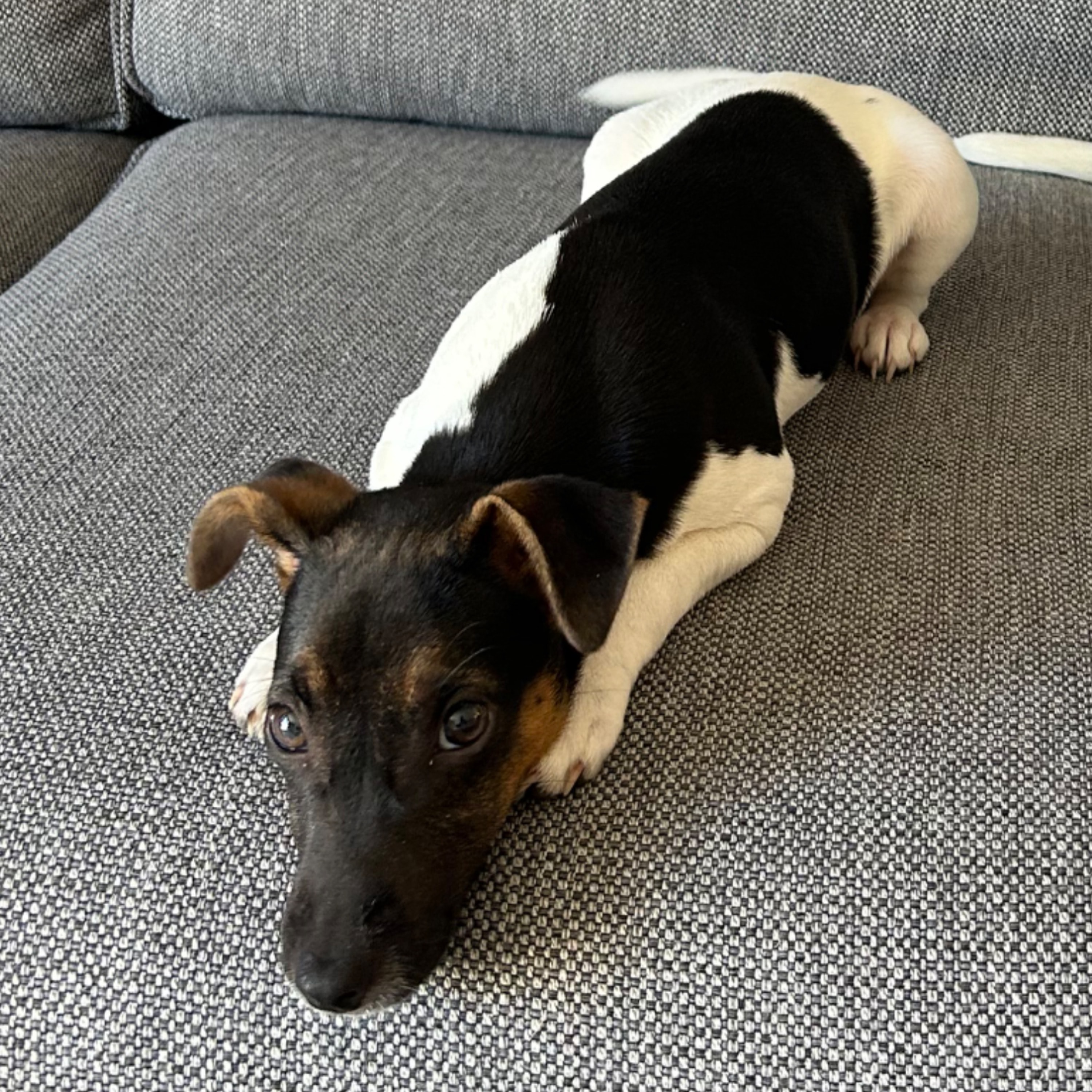 Lulu 