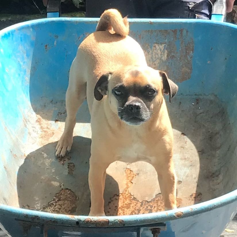 coco