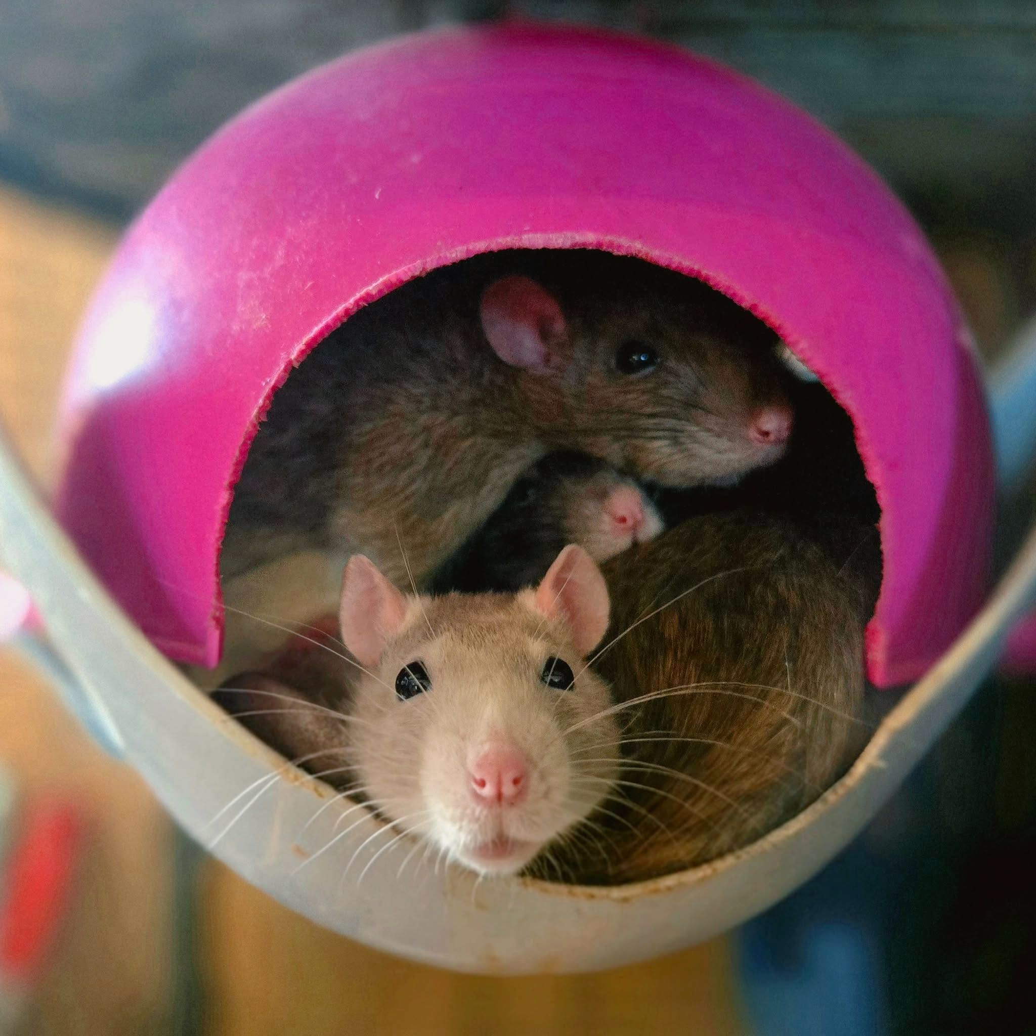 A Rat's Tail Mischief