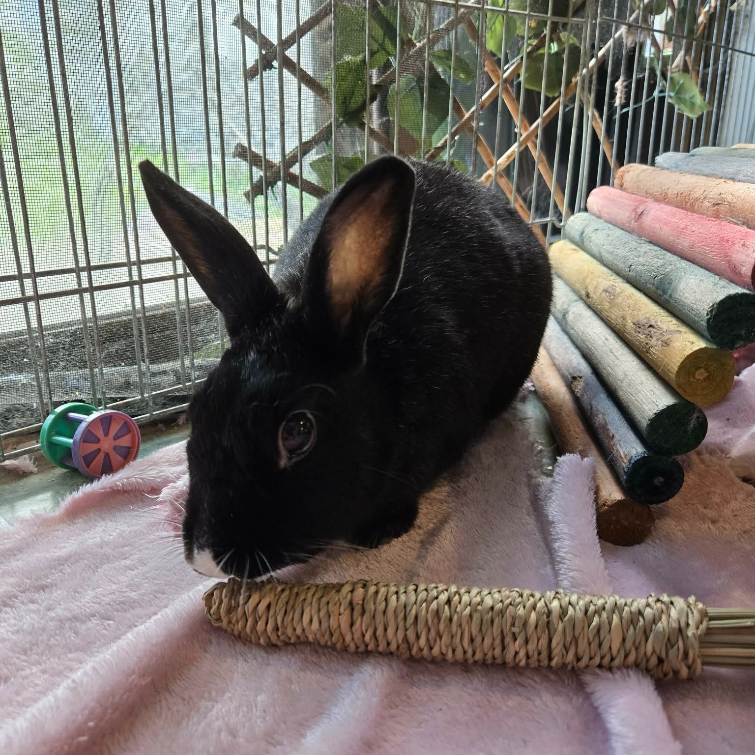 Coco