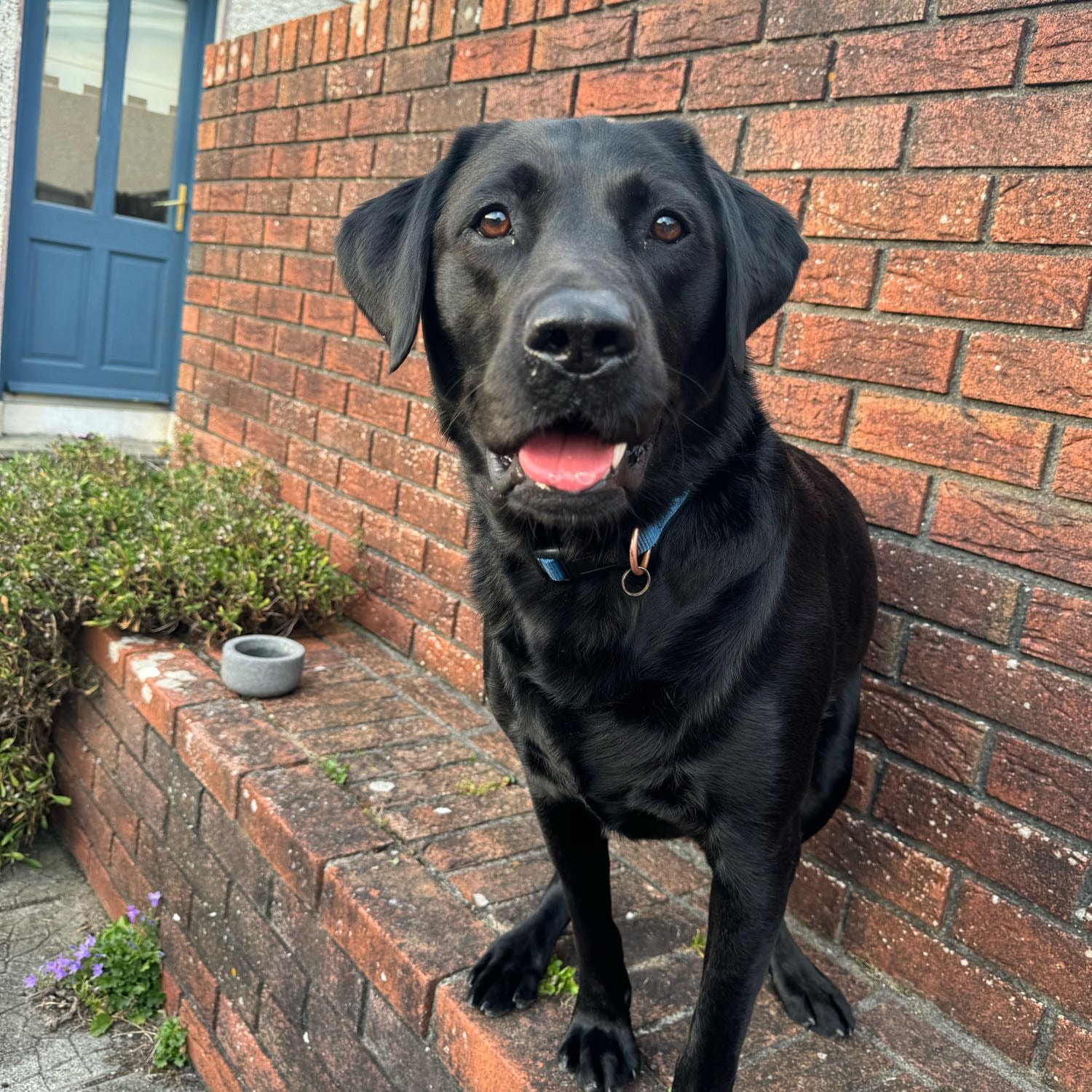 Harvey 