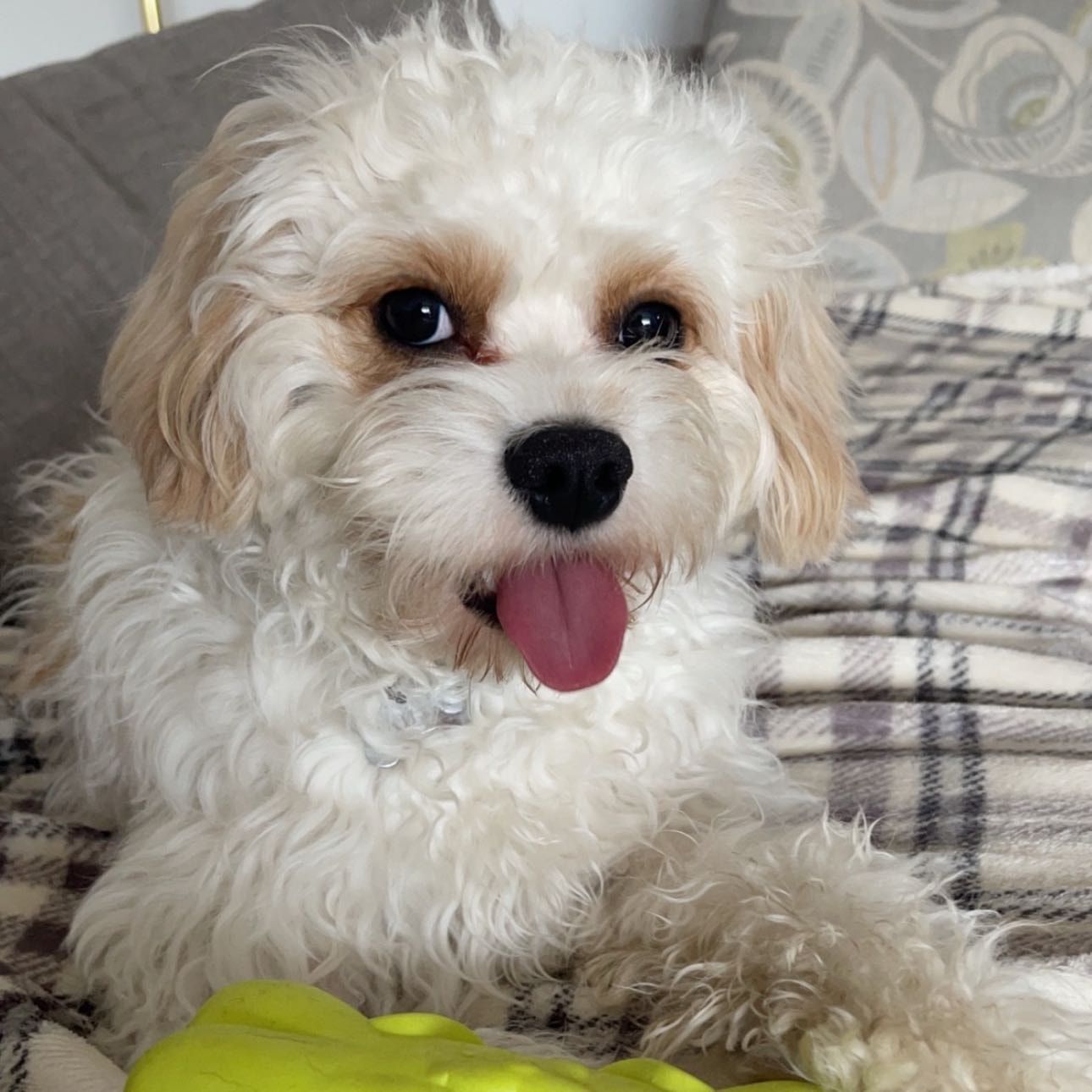 Bailey