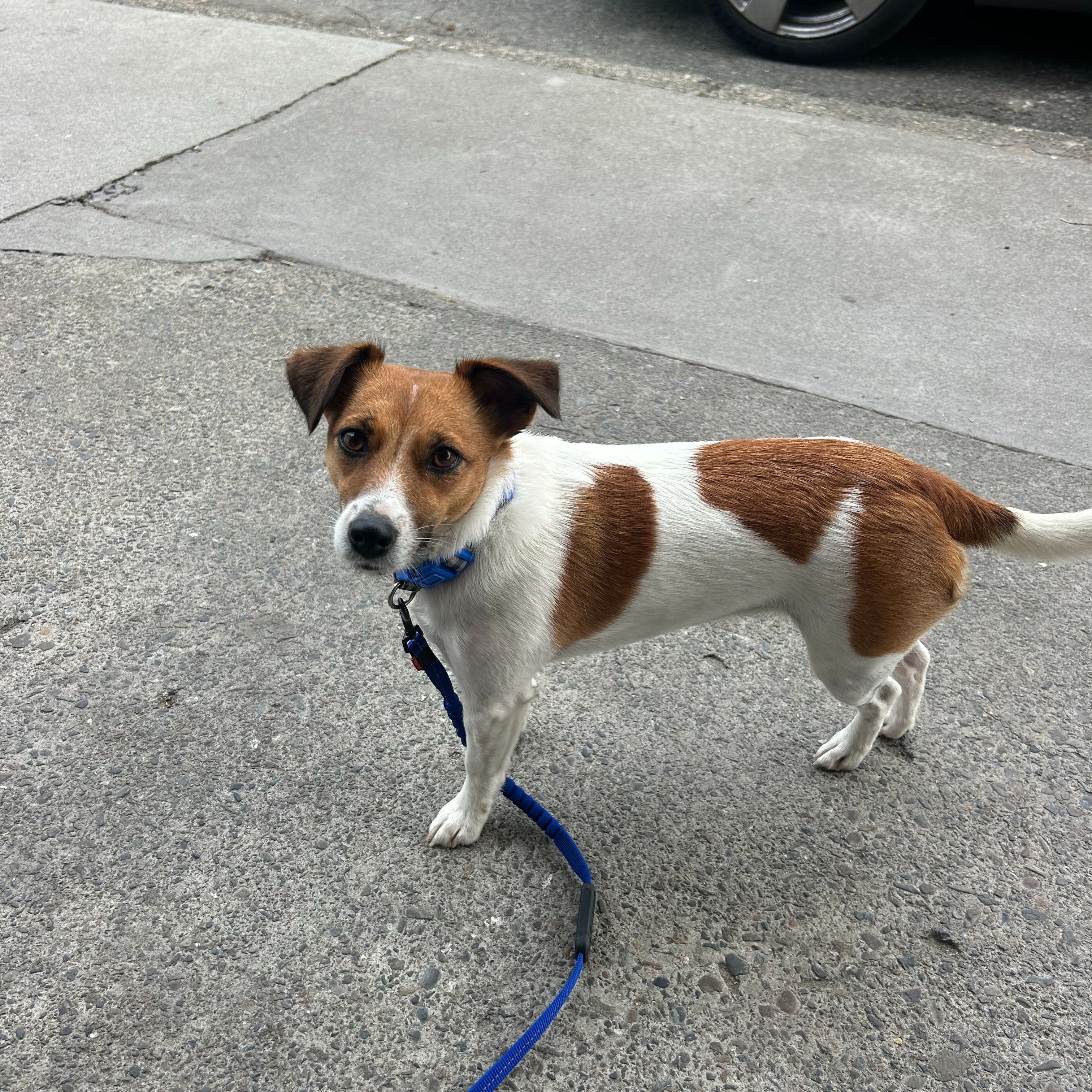 Roo