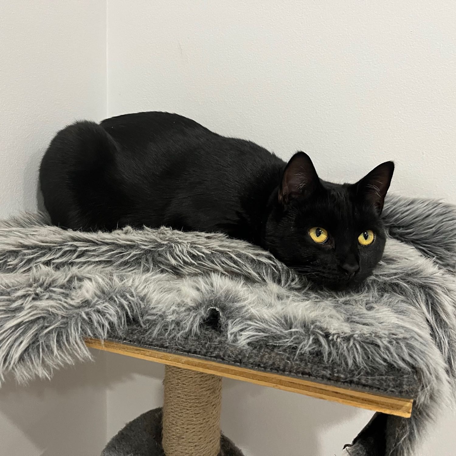 Coco