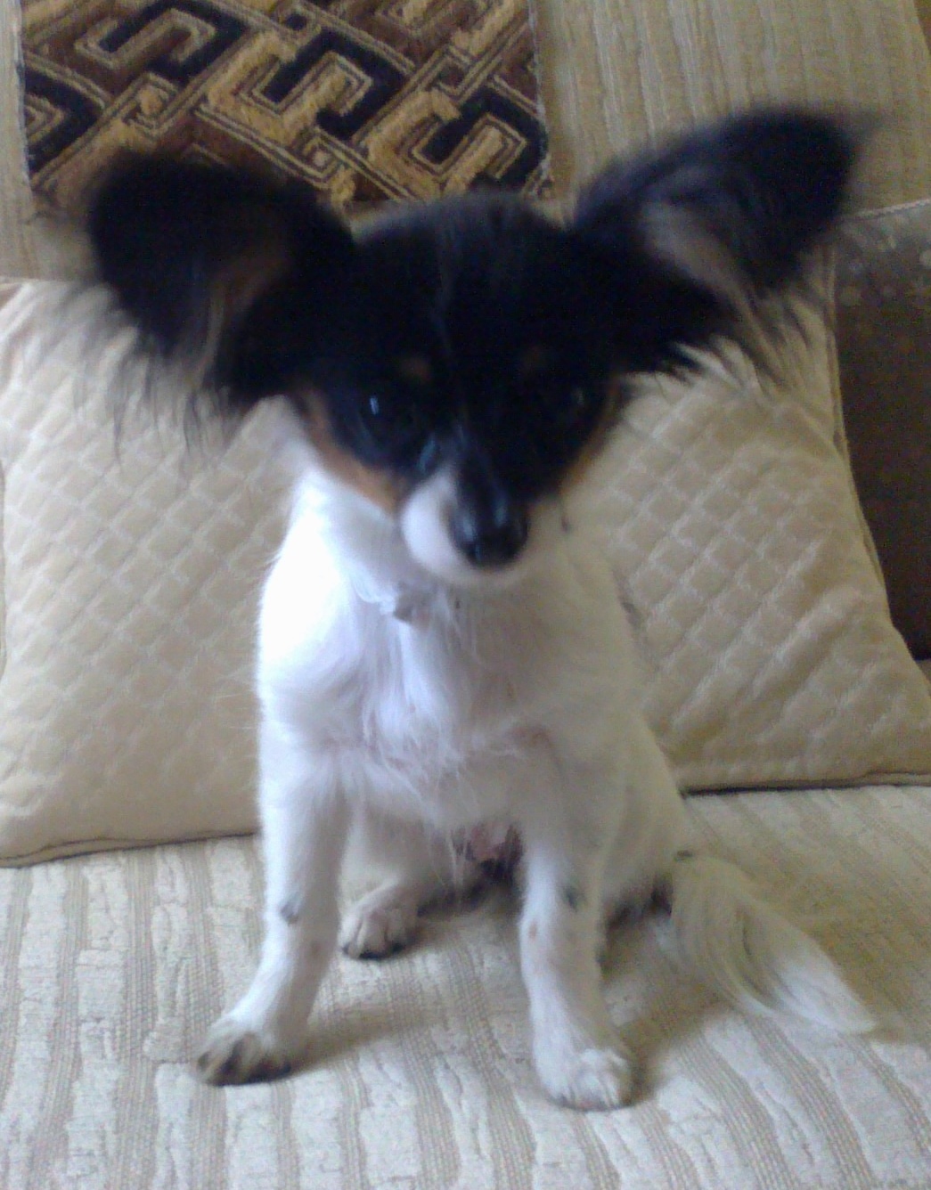 image-7
