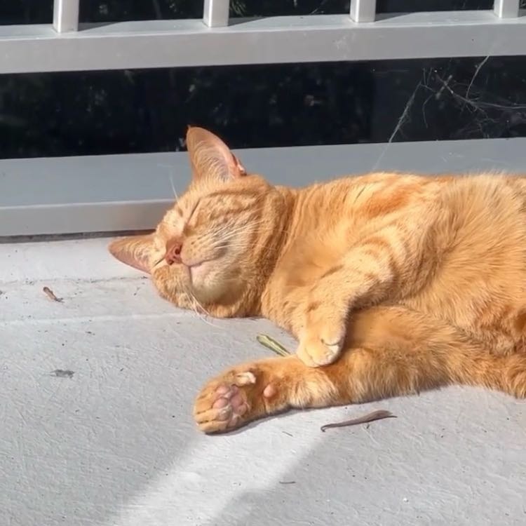 Paulie