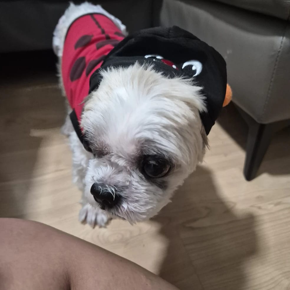 Bailey