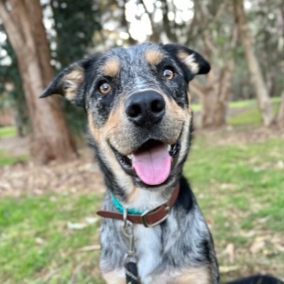 Loki