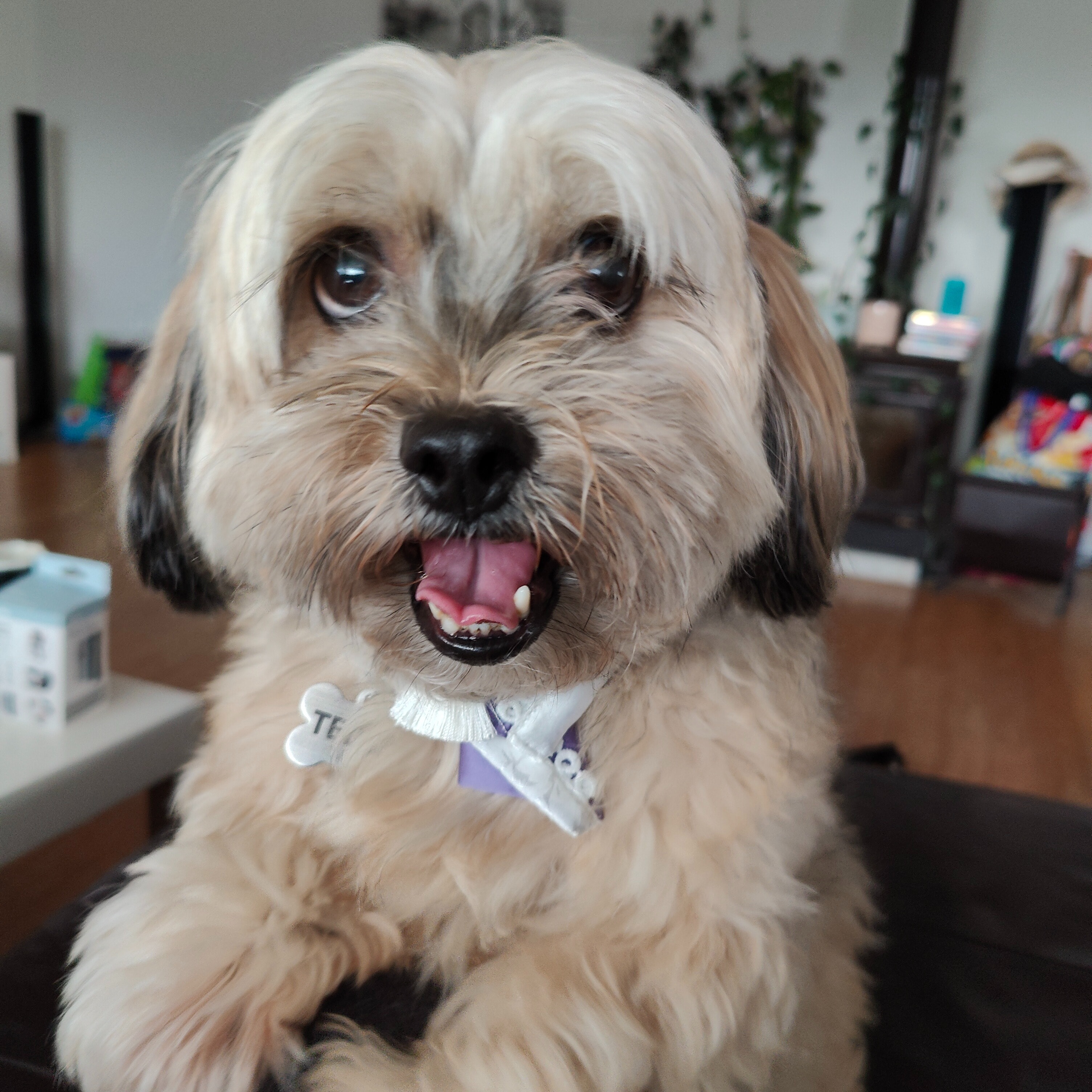 Teddy