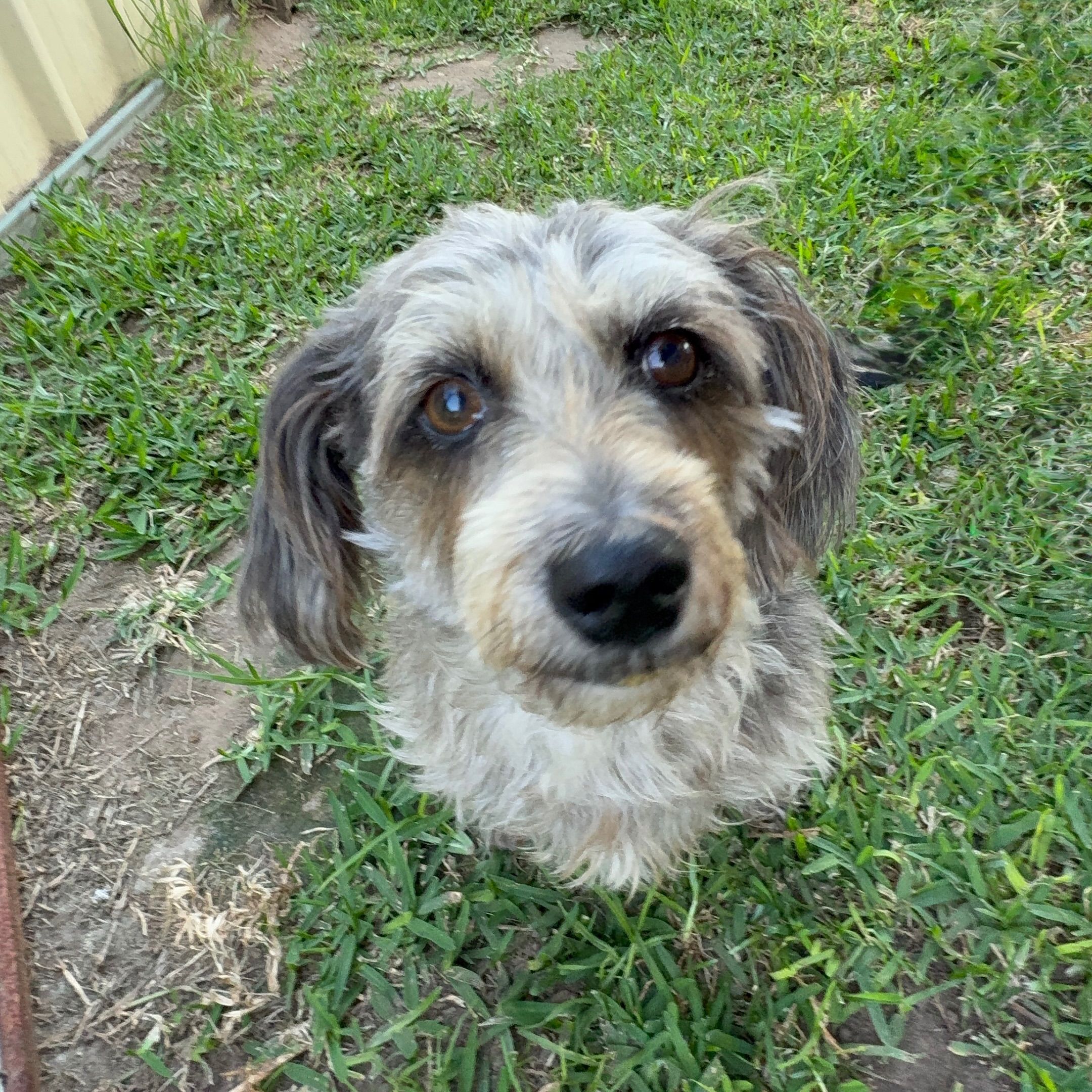 Pepper