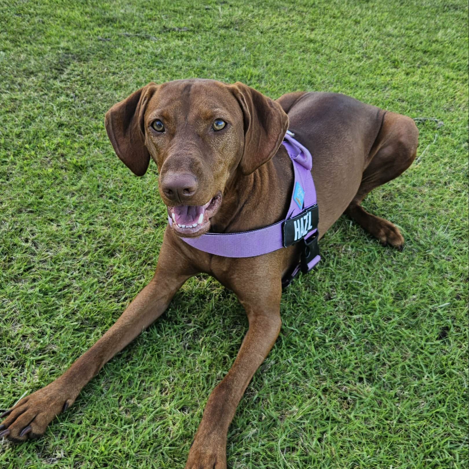 Hazel