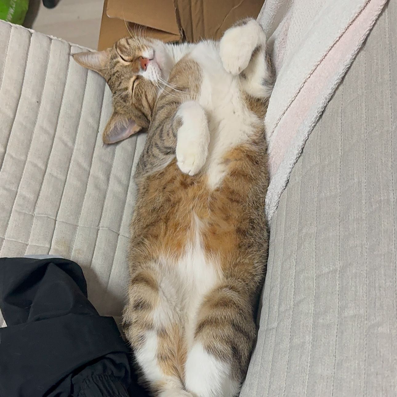 luna