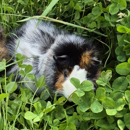 Kune 