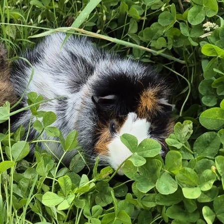 Kune
