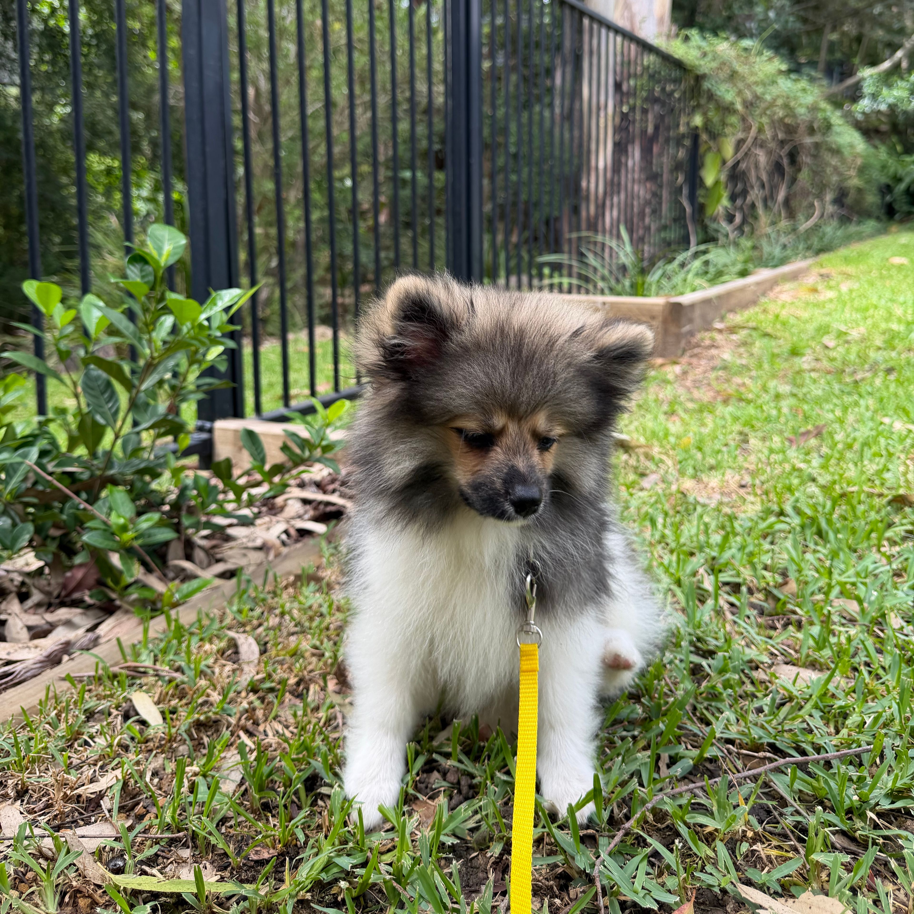 Bandit