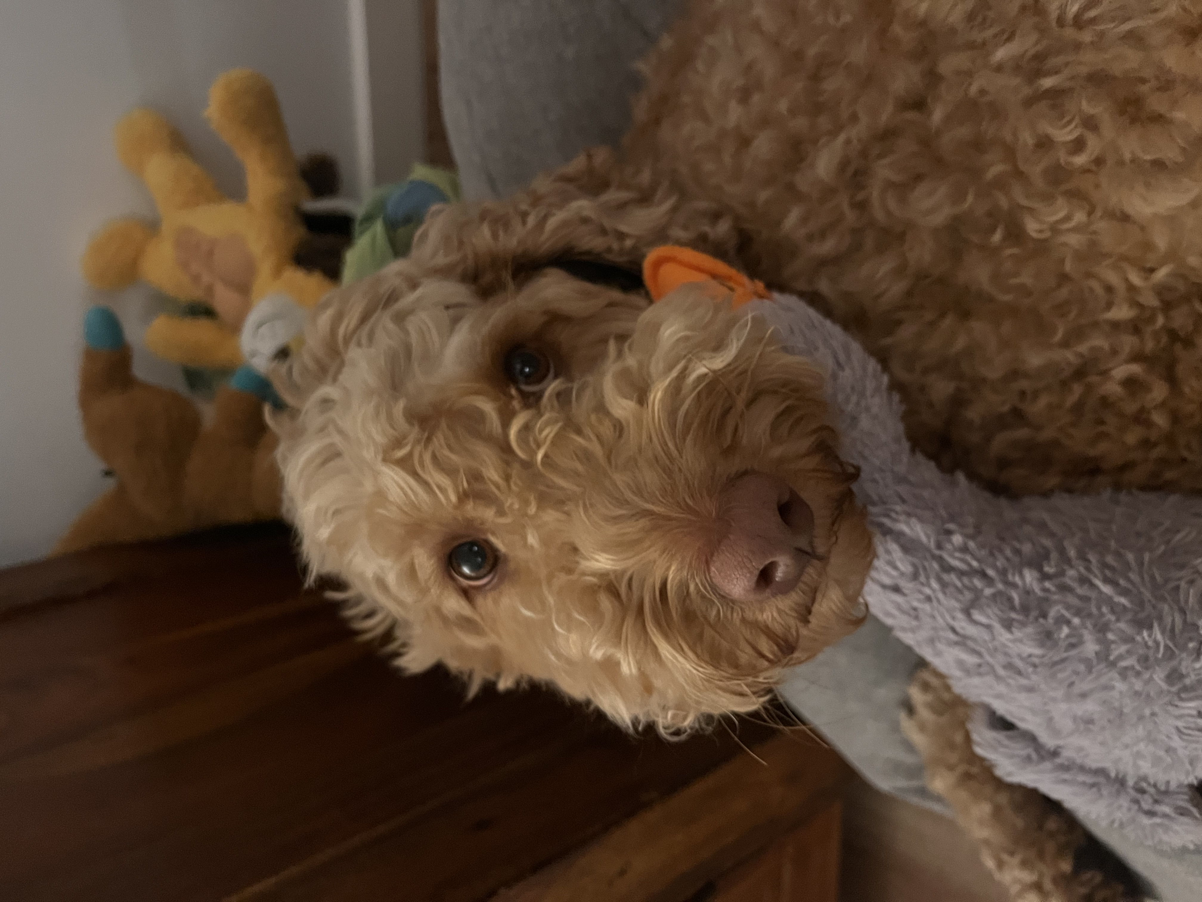 image-4