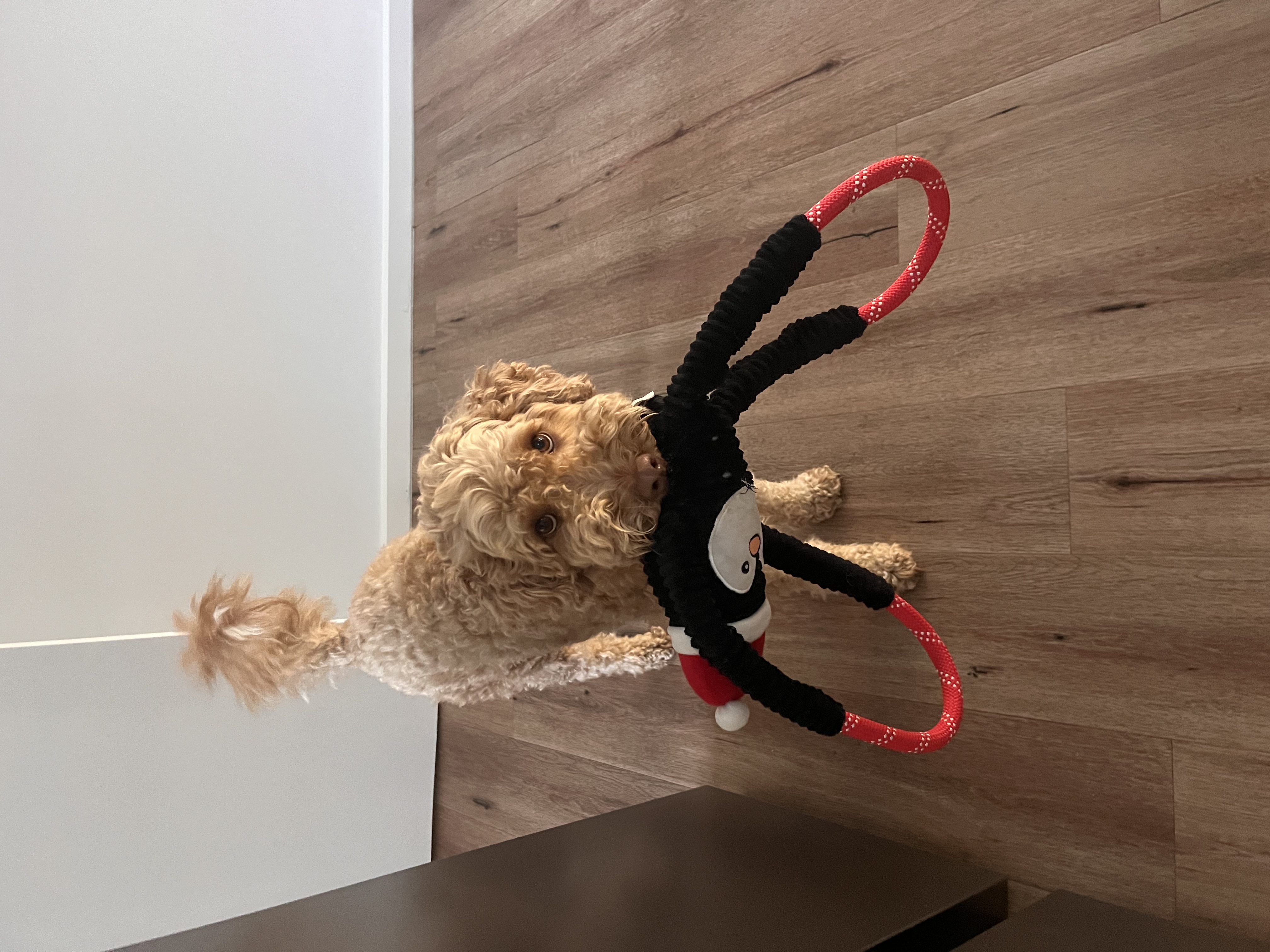 image-7