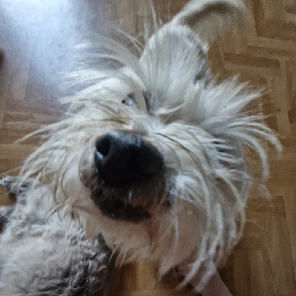 buddy