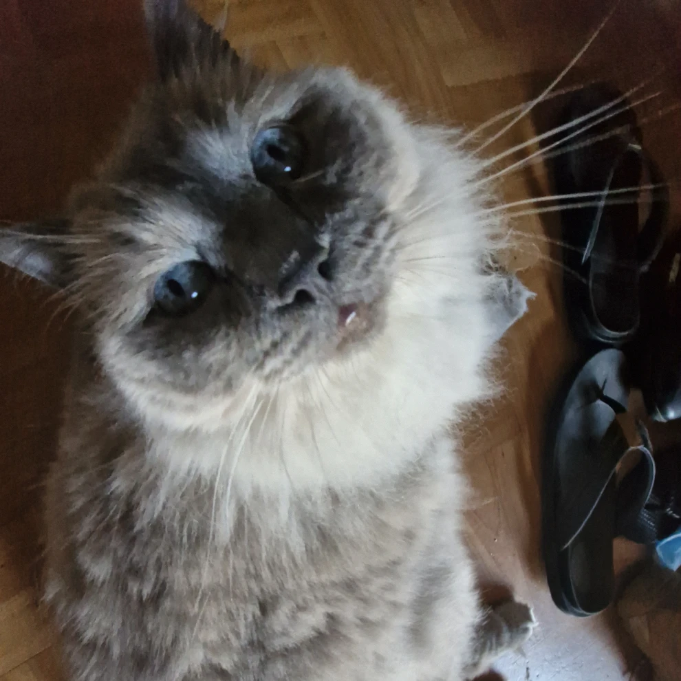 ziggy
