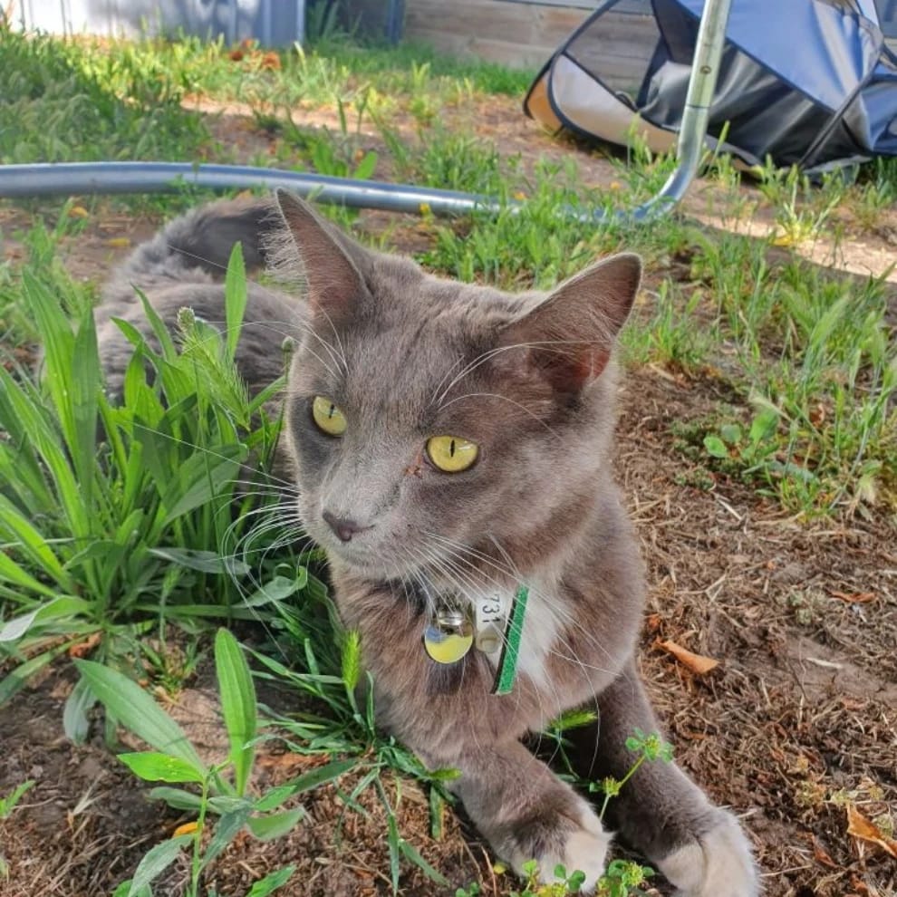 smokie