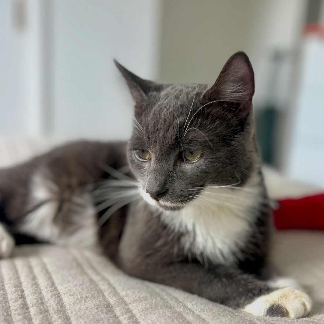 Koda