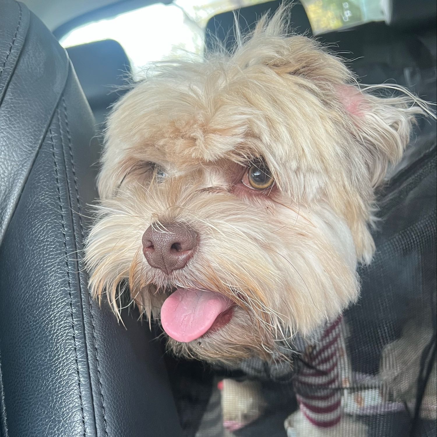Bailey