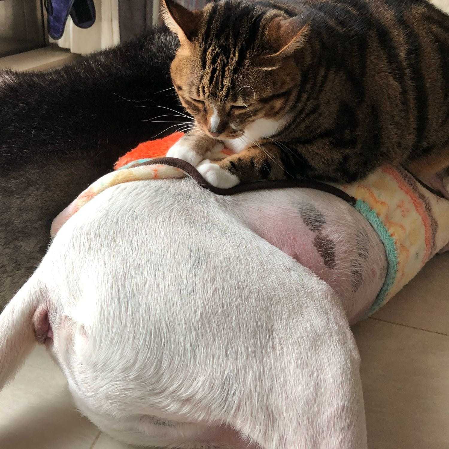 in loving memory - fanmeow