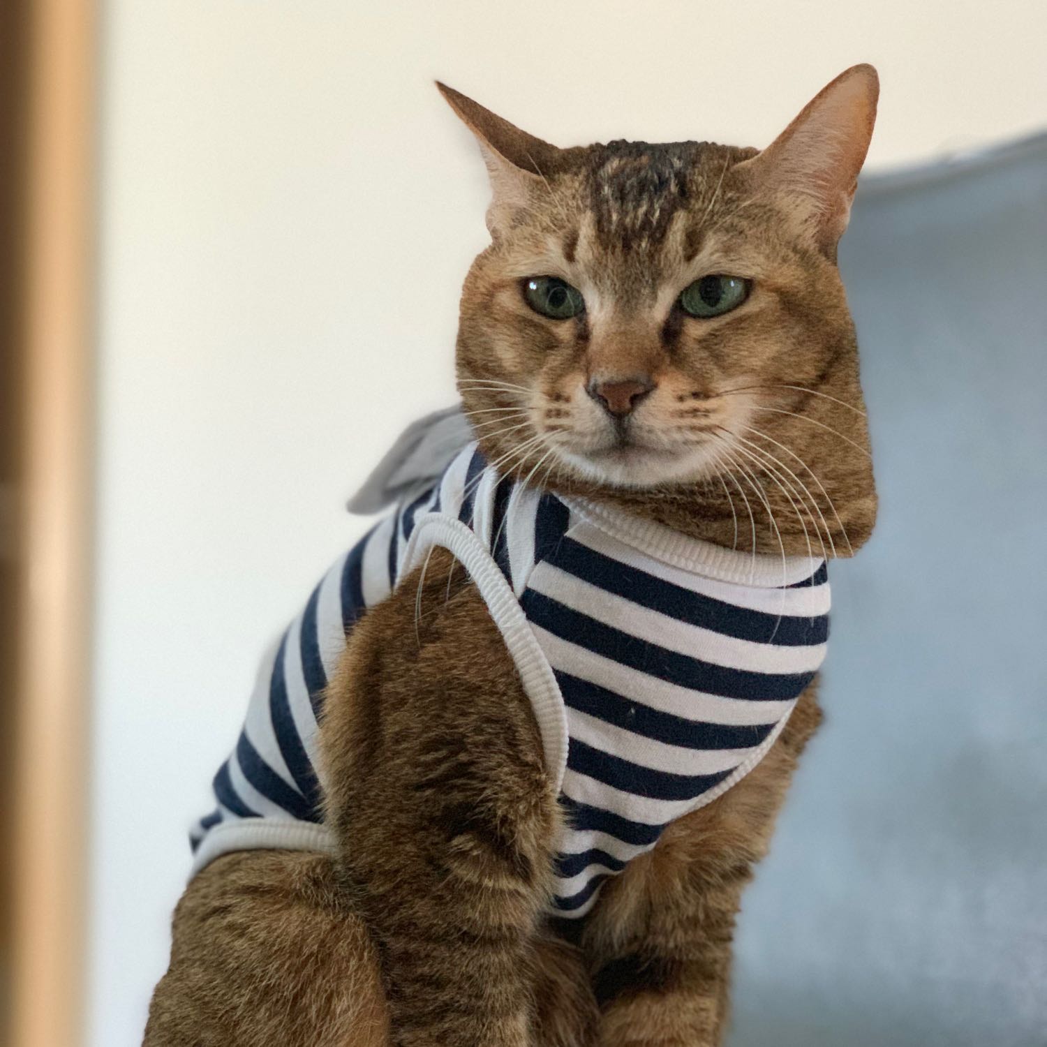 in loving memory - Sesame 