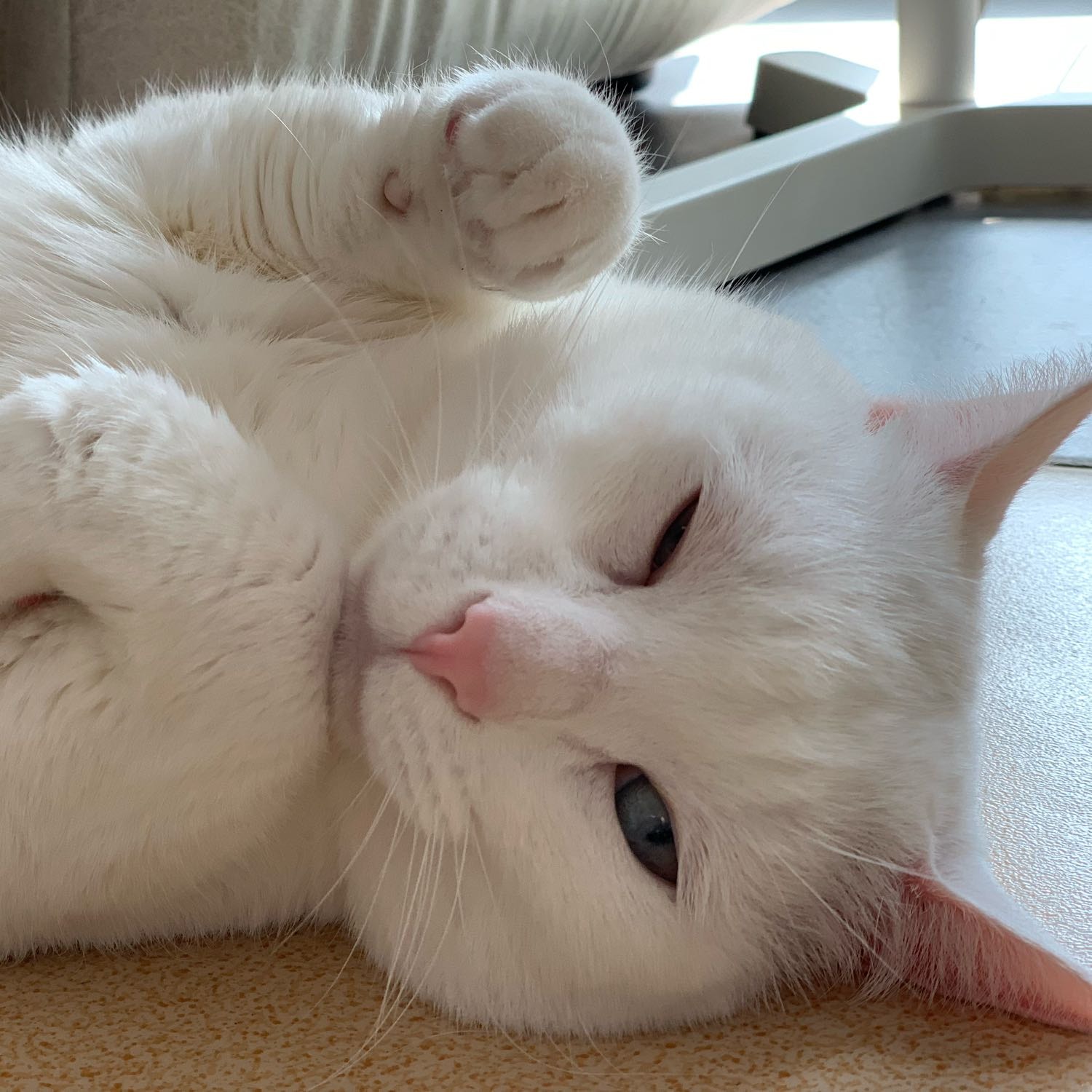 in Shanghai house - Fat Chai 