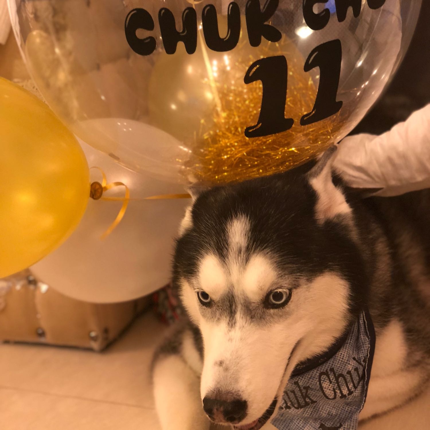 in loving memory - chuk chuk