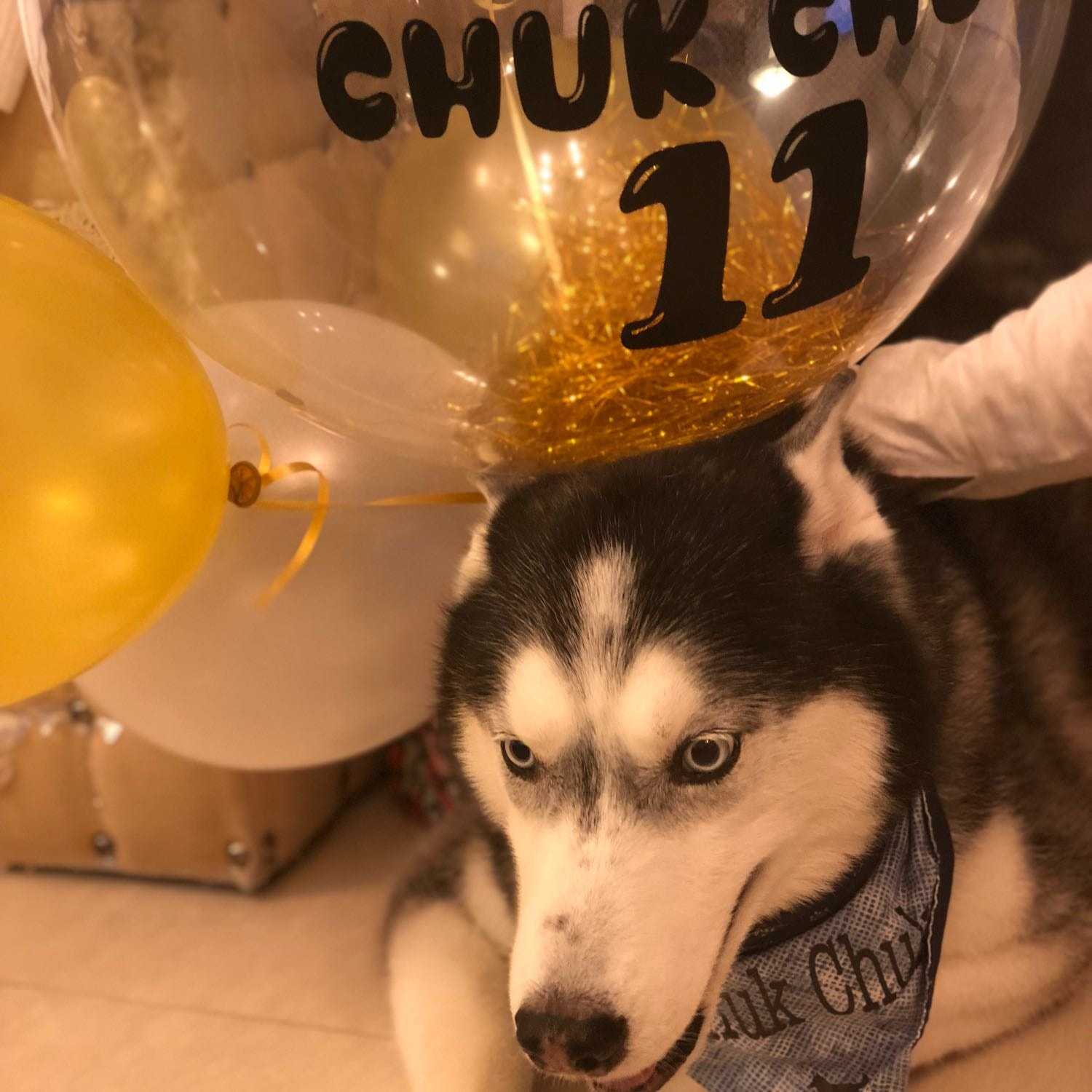 in loving memory - chuk chuk