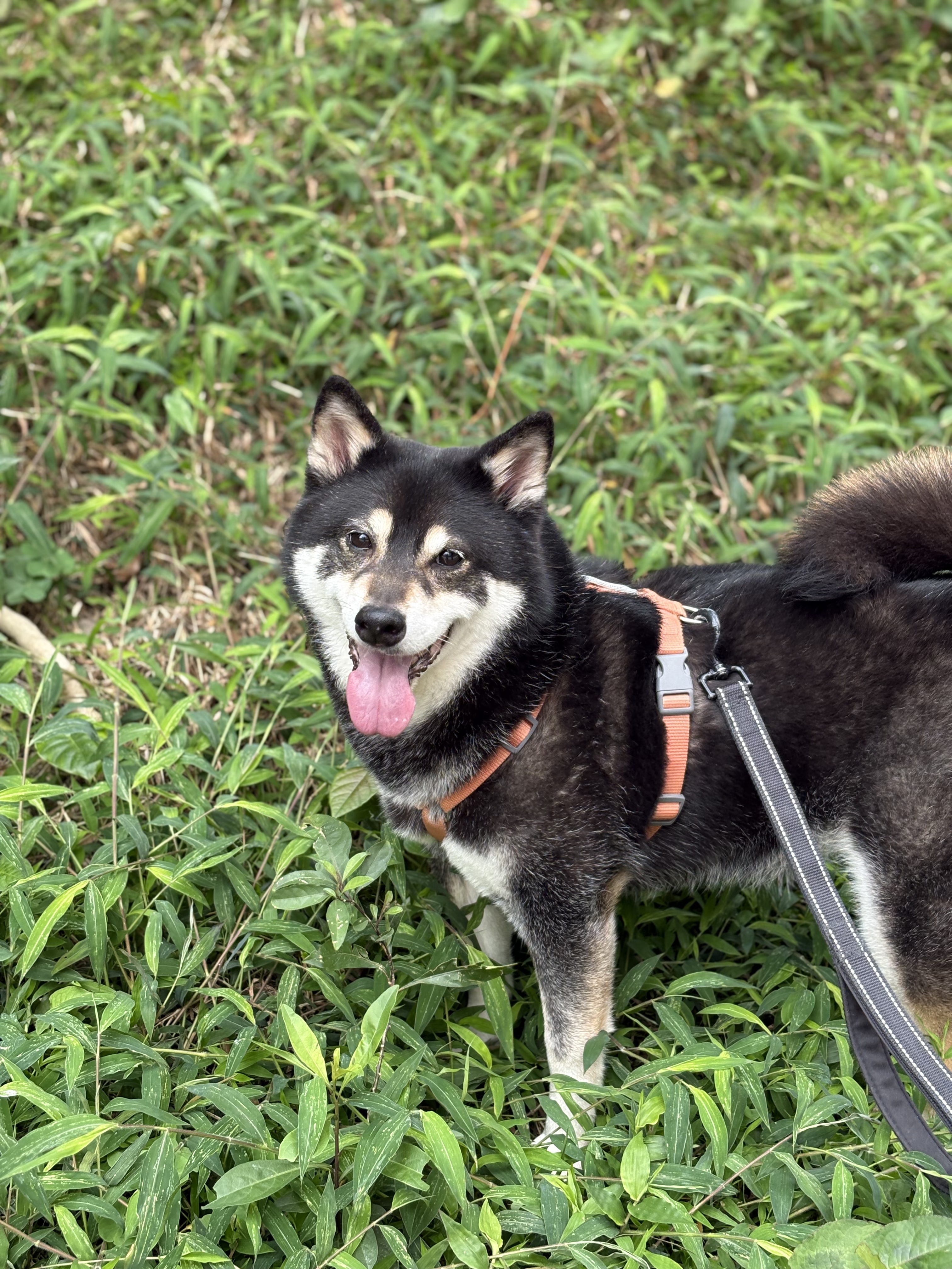 image-8